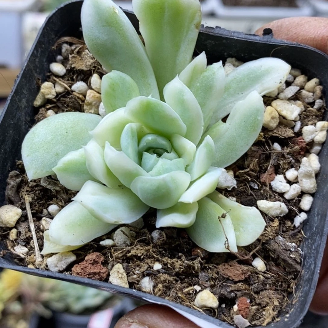 24172 白月影锦多肉