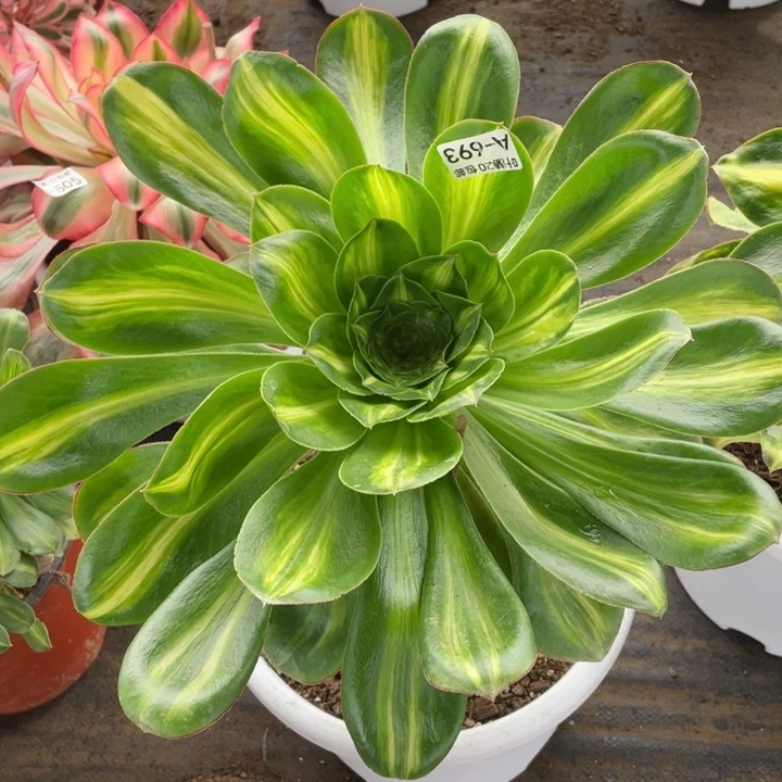 693艳资中班多肉12345678多肉