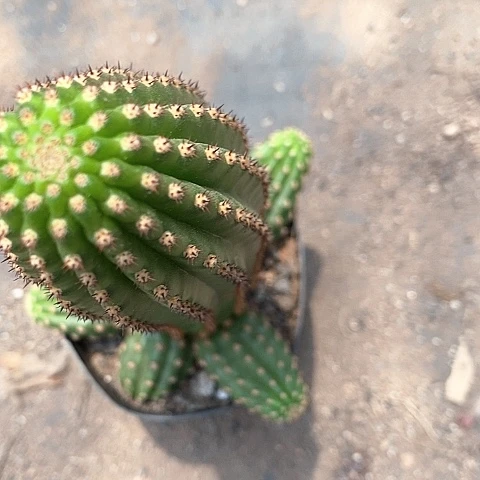 金四毛花毛花357899