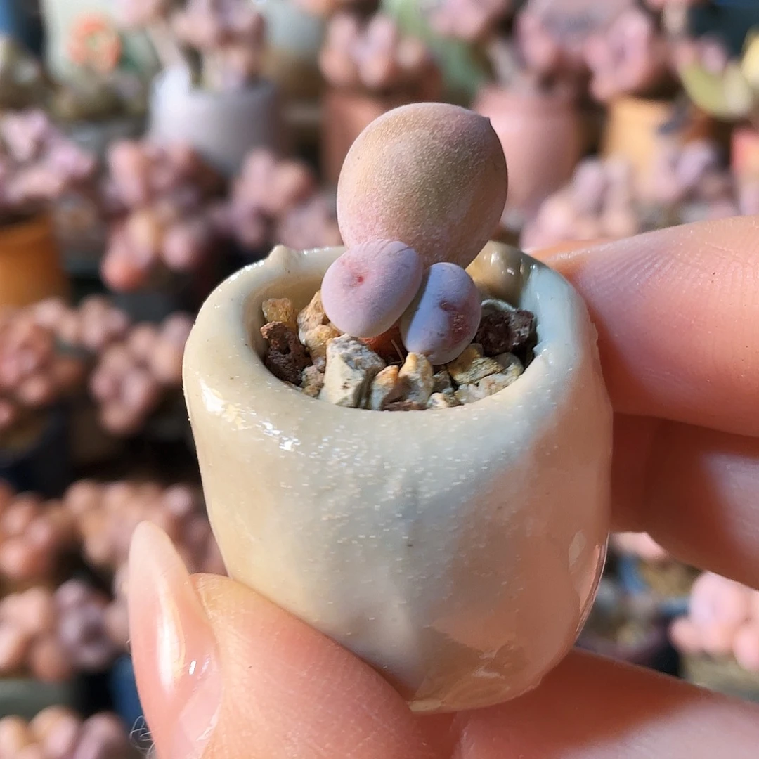 ****X多肉植物的生长发育和生长