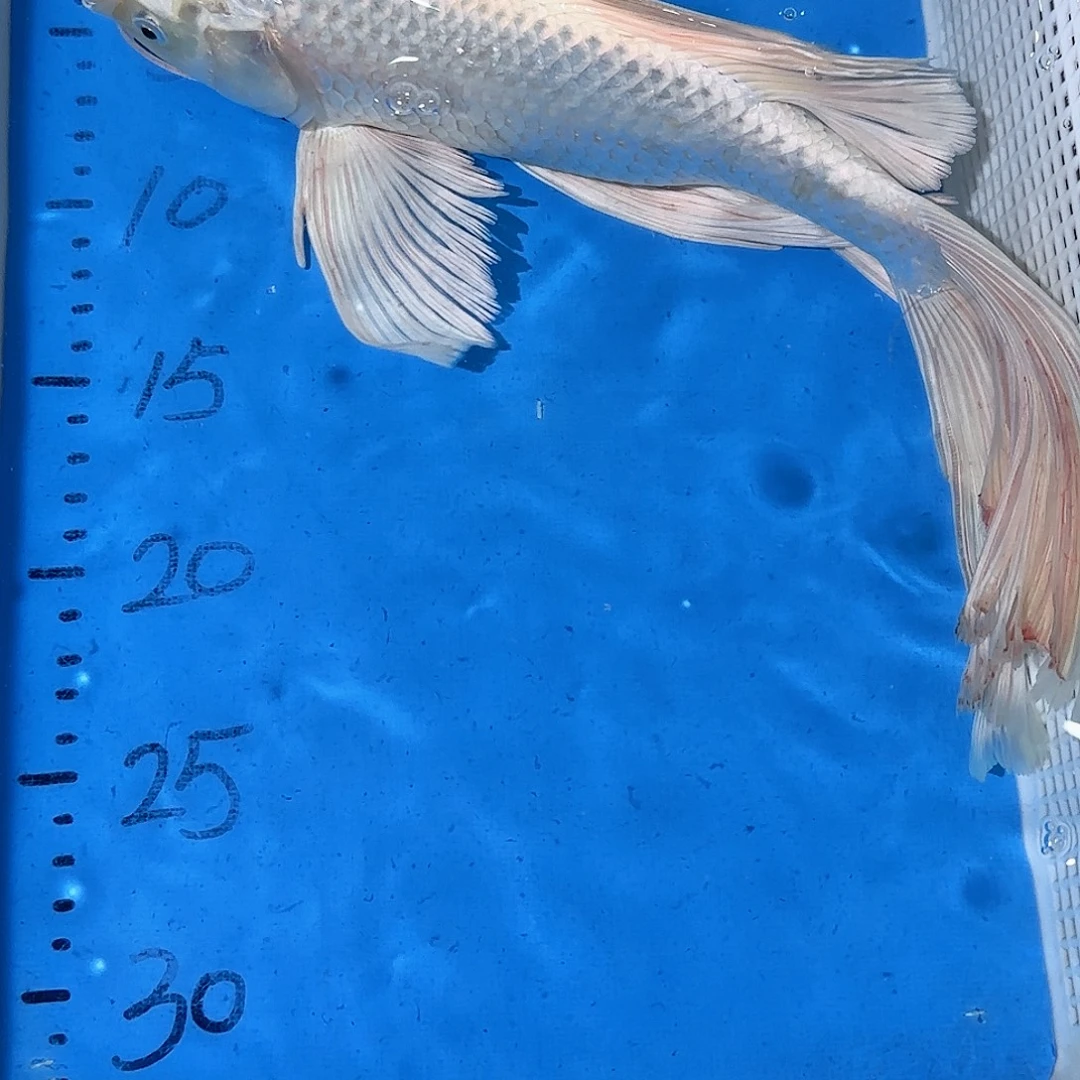 锦鲤锦鲤蝴蝶鲤包邮包售后