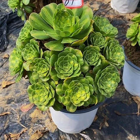 翡翠琉璃老桩捧花81号