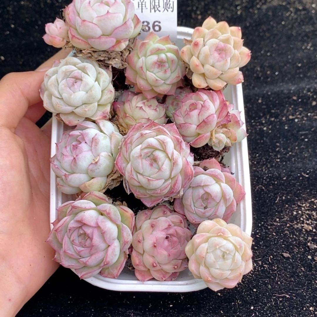 2-36 新疆西藏内蒙不发零下拍保温箱两到三公分多肉