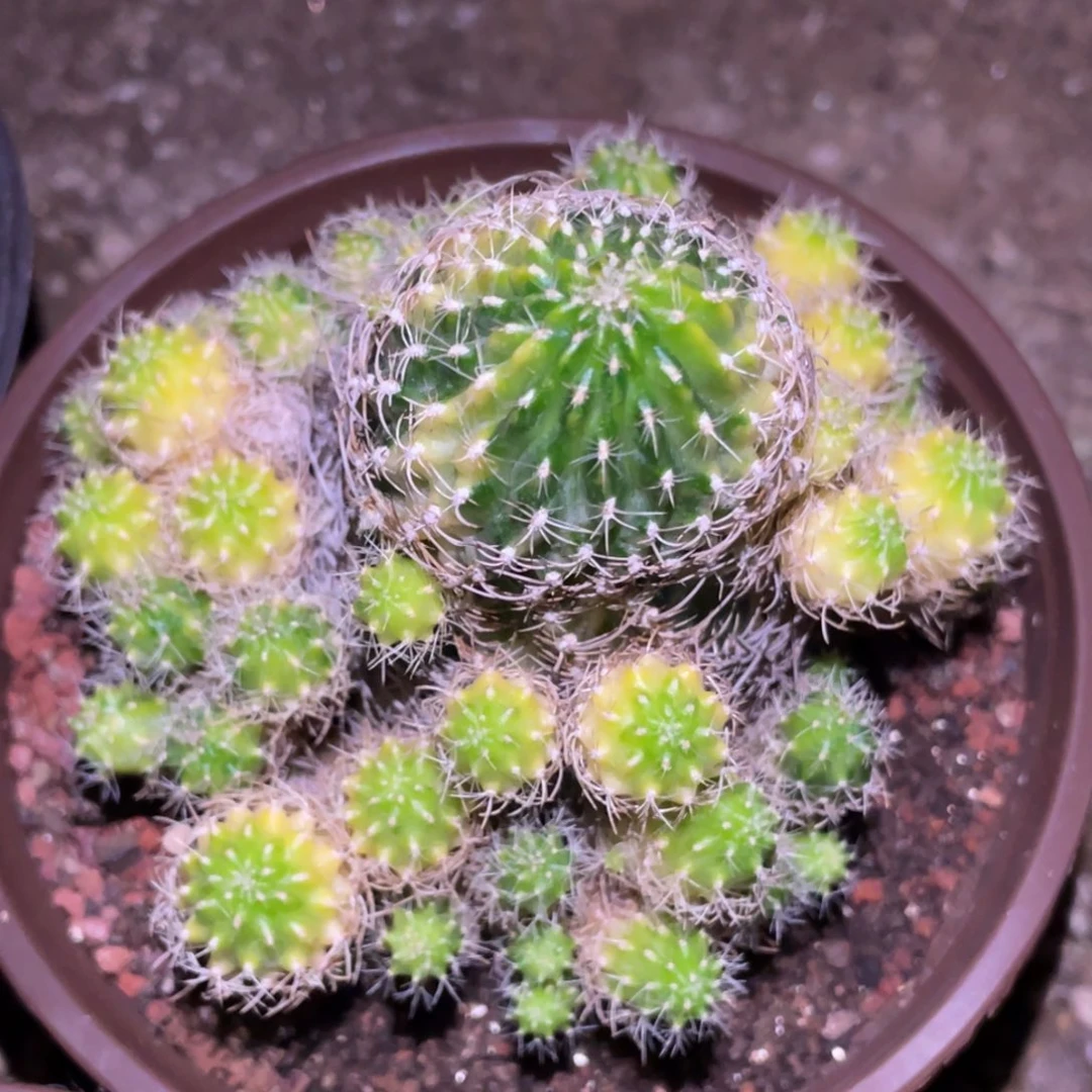 全部花朵自根 方便面锦群体