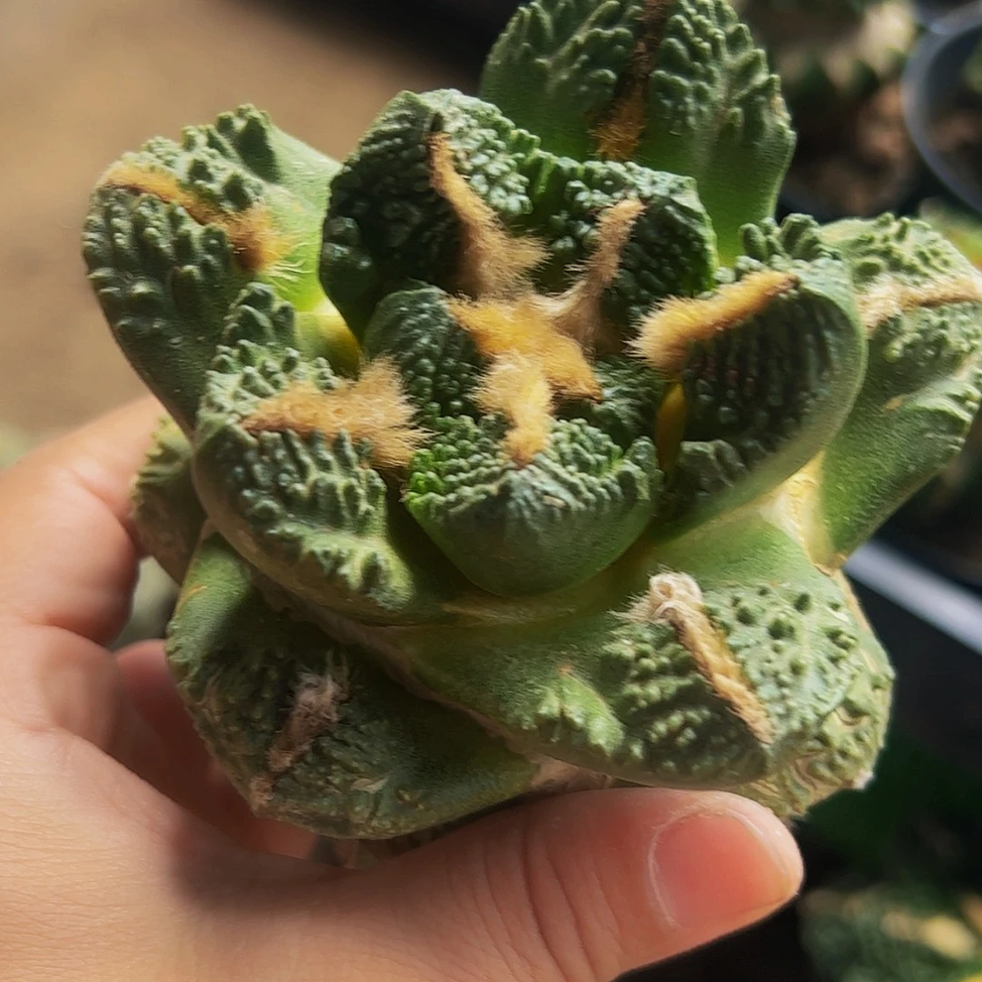 无花朵福利龟甲牡丹061