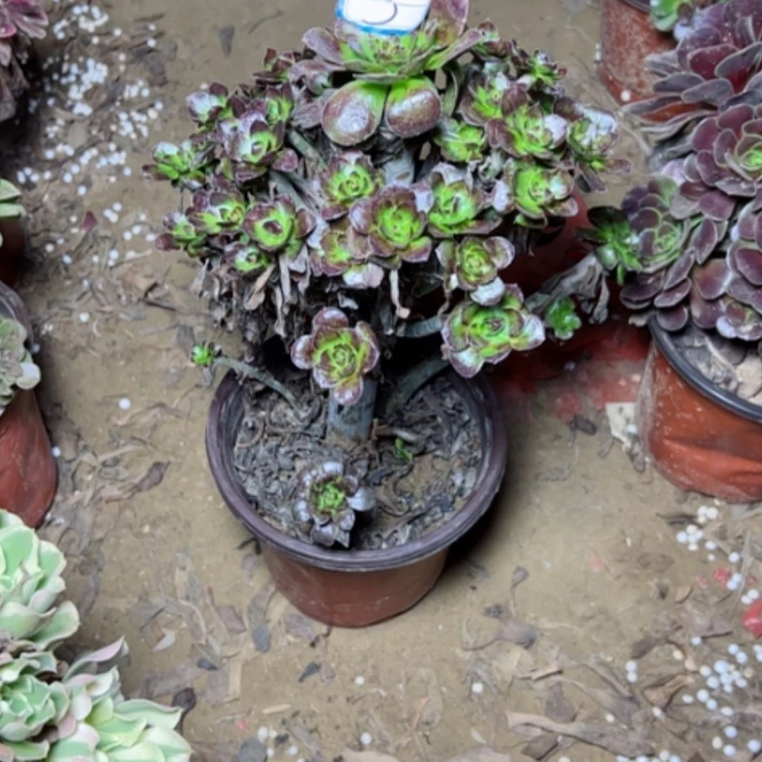 【闪购商品】?***过黑圆叶3