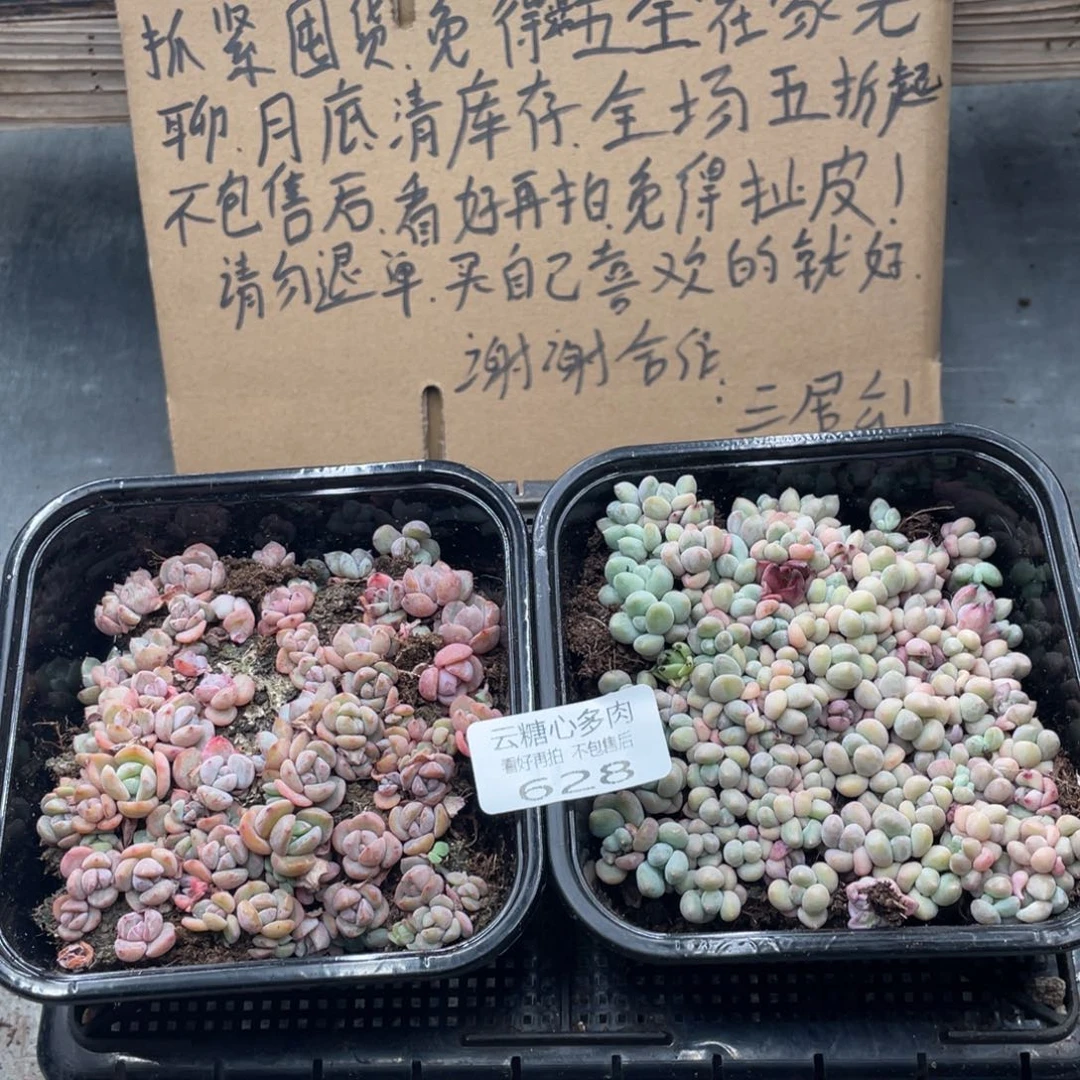 云糖心多肉植物628