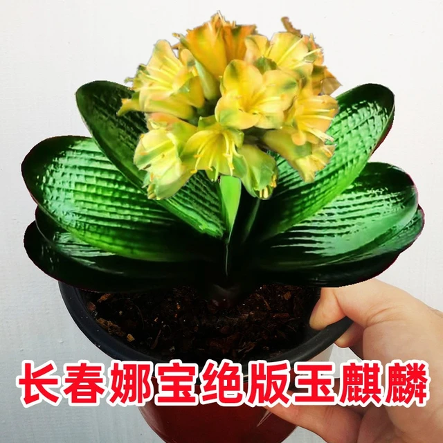 长春娜宝精品君子兰盆栽玉麒麟绿植观叶盆景室内净化空气短叶麻脸