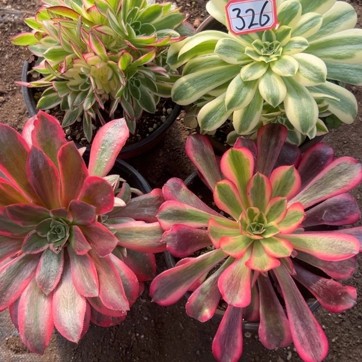 多肉植物326不售后