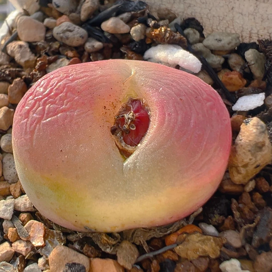 50多肉植物百科知识