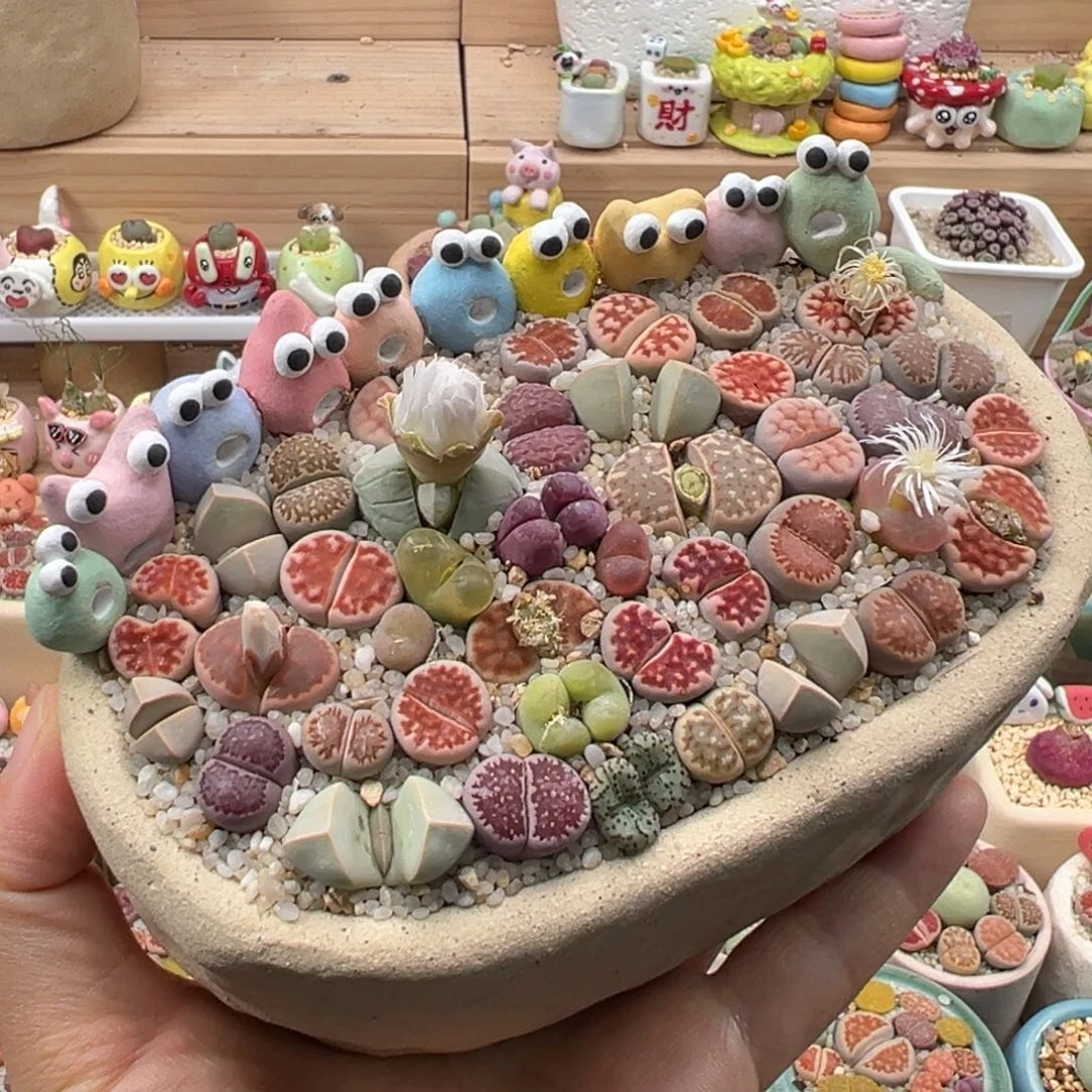 多肉植物190号彩色