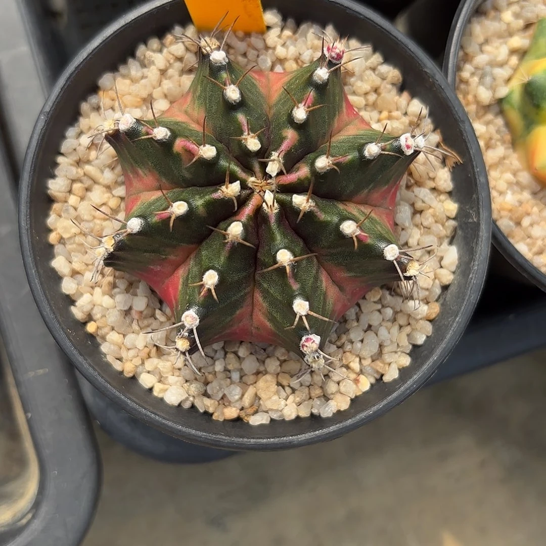 175-1114泰国发货多肉