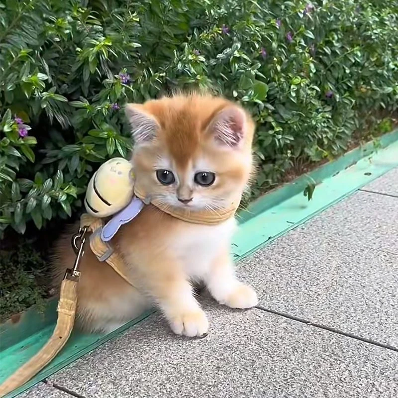 猫咪牵引绳防挣脱遛猫绳外出牵引小猫工字胸背带可调节狗链子用品