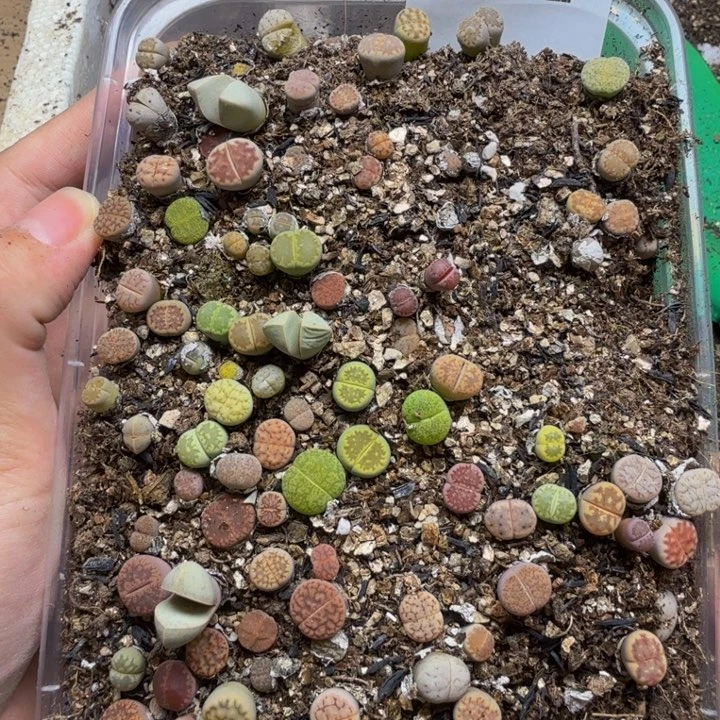 徐***欢多肉植物和植物等162