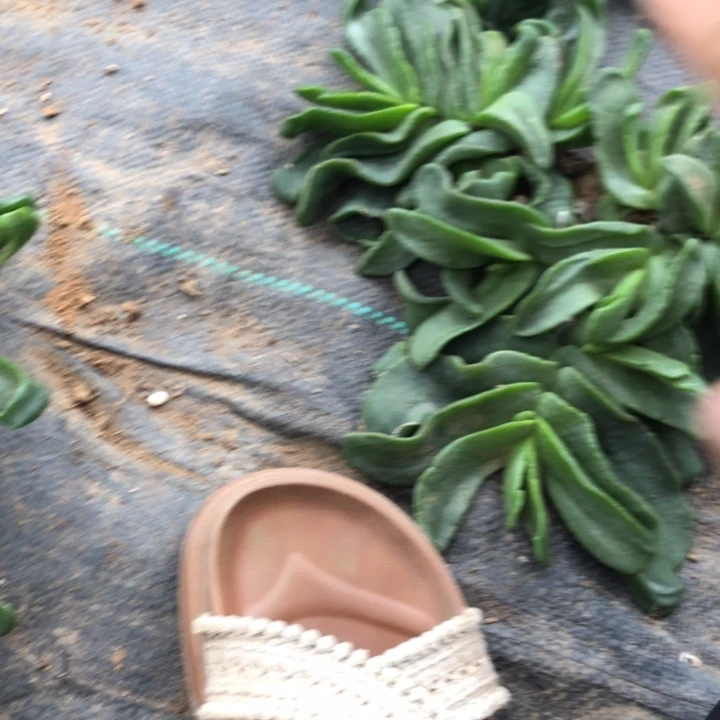 佛手托金一物一拍127