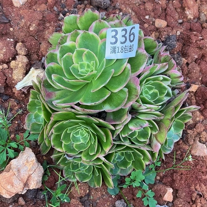 丹***336海王朵朵无根发货