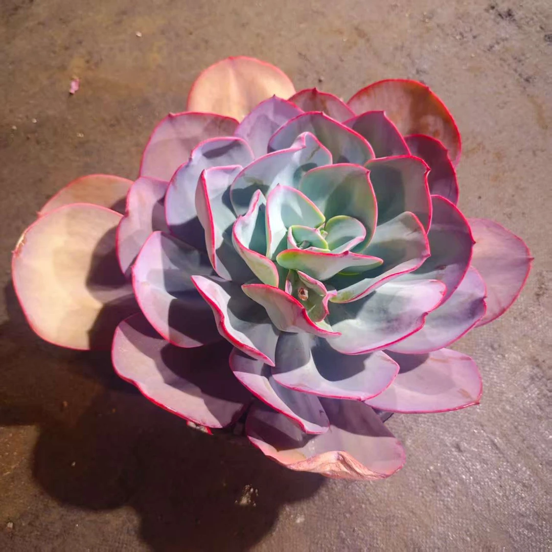 布鲁克蓝280#HSR 雪山多肉好看新手闭眼入阳台庭院一单