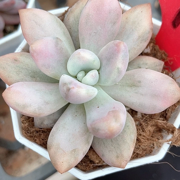 多肉植物奥普锦1955