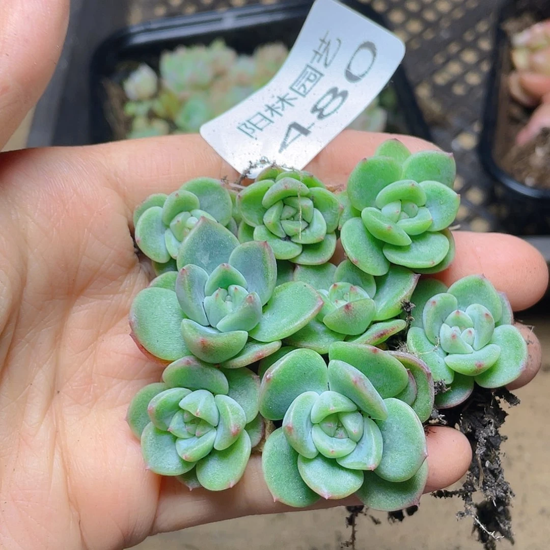 多肉植物多肉植物480