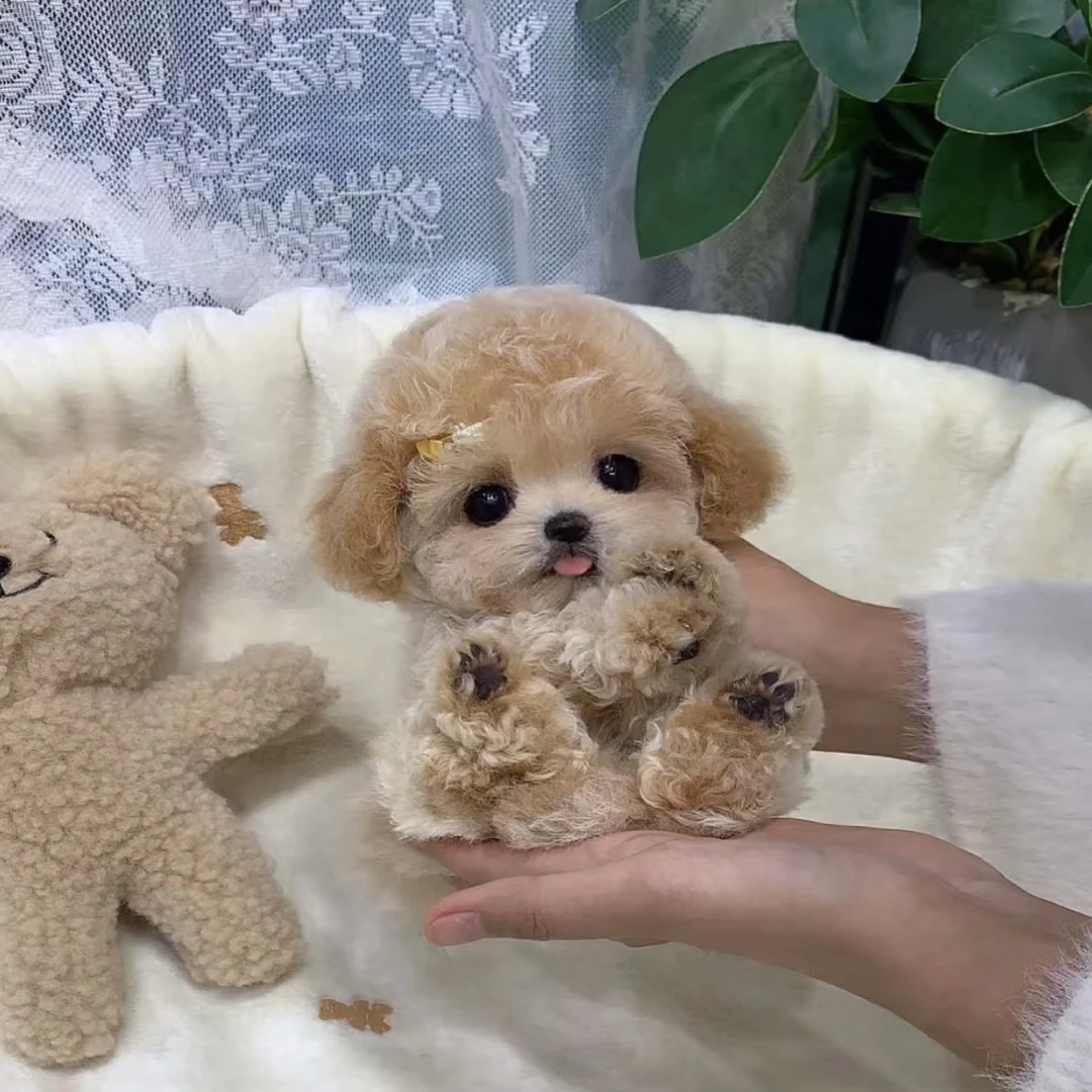 狗狗泰迪熊幼犬马尔泰比熊纯种小型犬活体链接