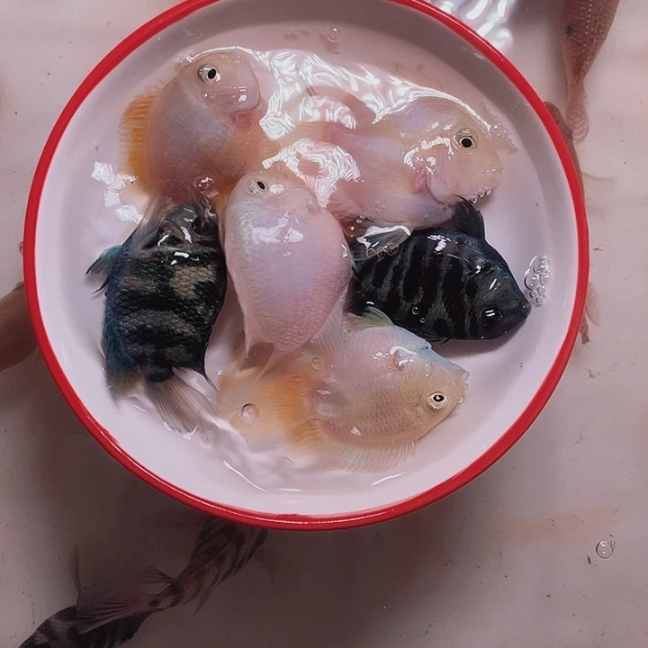 鹦鹉鱼迷你鹦鹉混搭6条