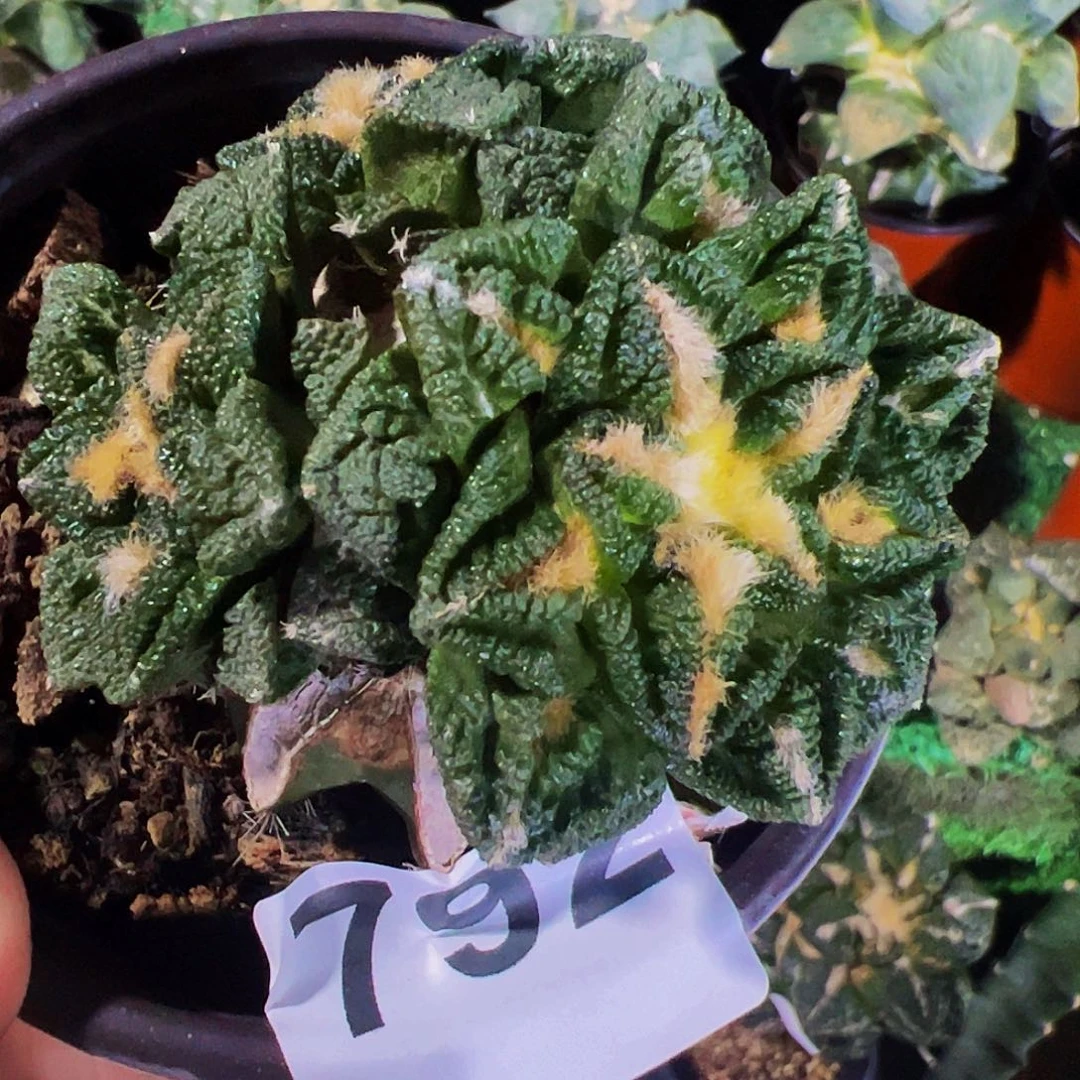 无花朵福利隔尤辛顿牡丹群792