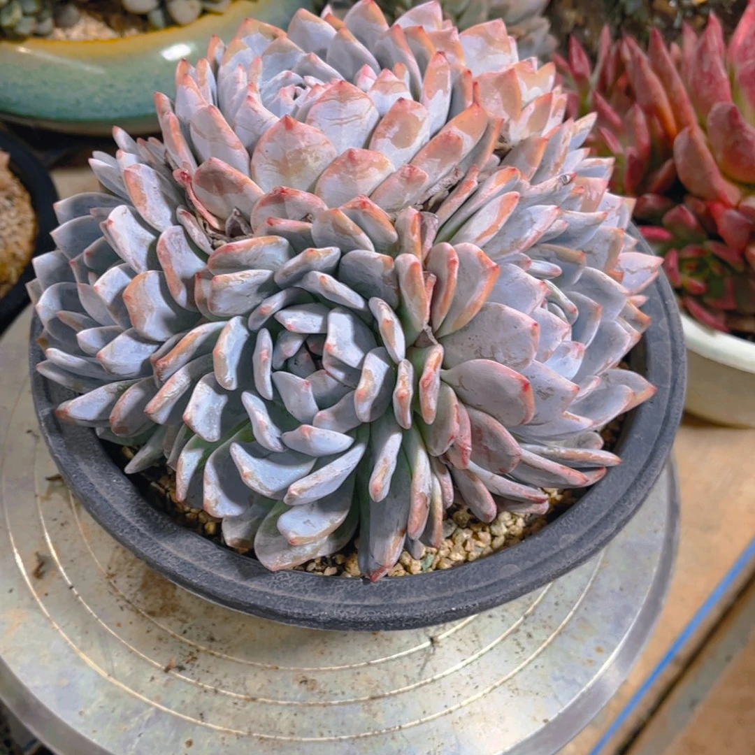 森***＊多肉植物保护研究所所长