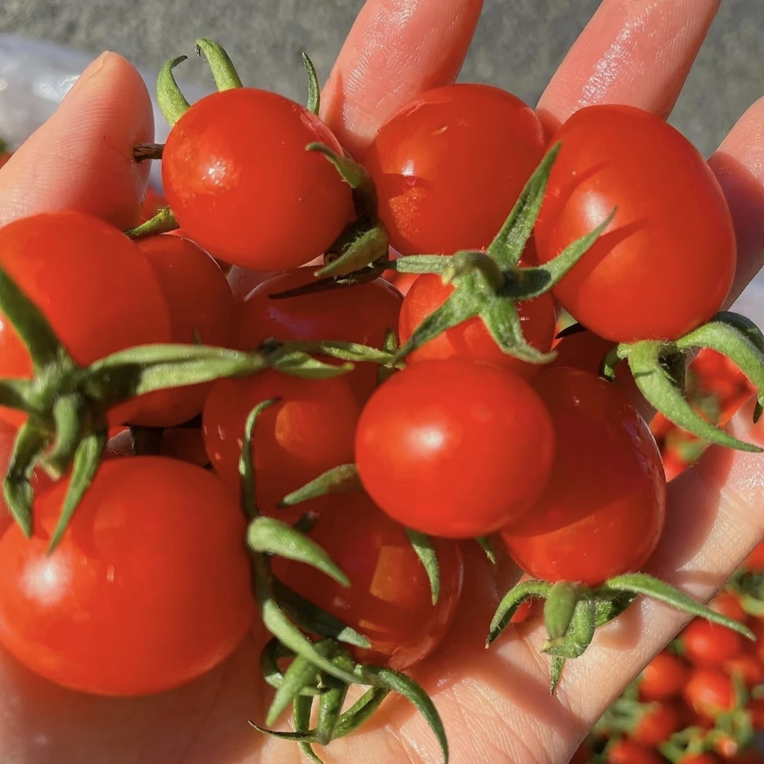 【一口爆汁】玲珑千禧1盒（约450g）圣女果番茄同城送玲珑千禧海南省