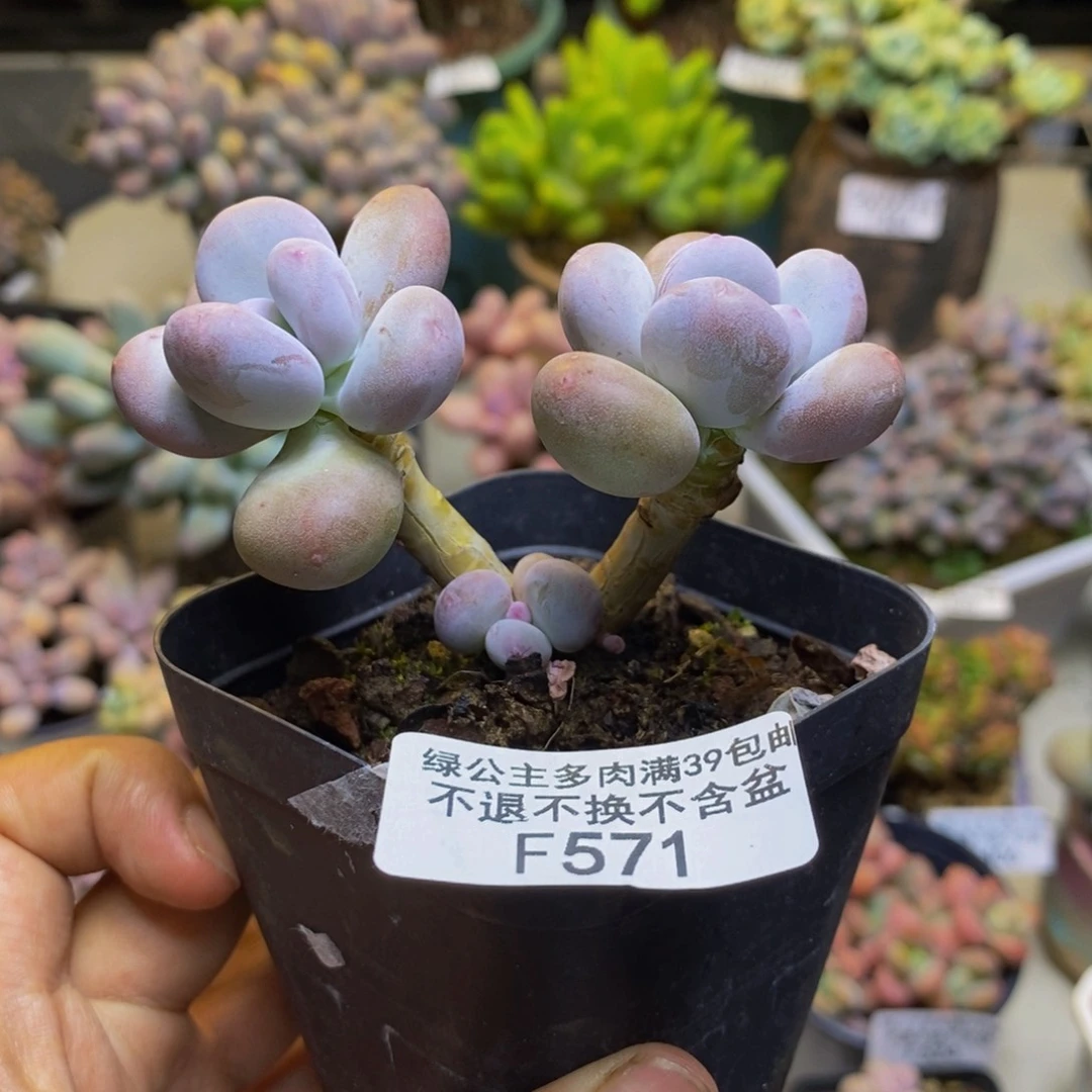 571彩虹奶多肉6cm