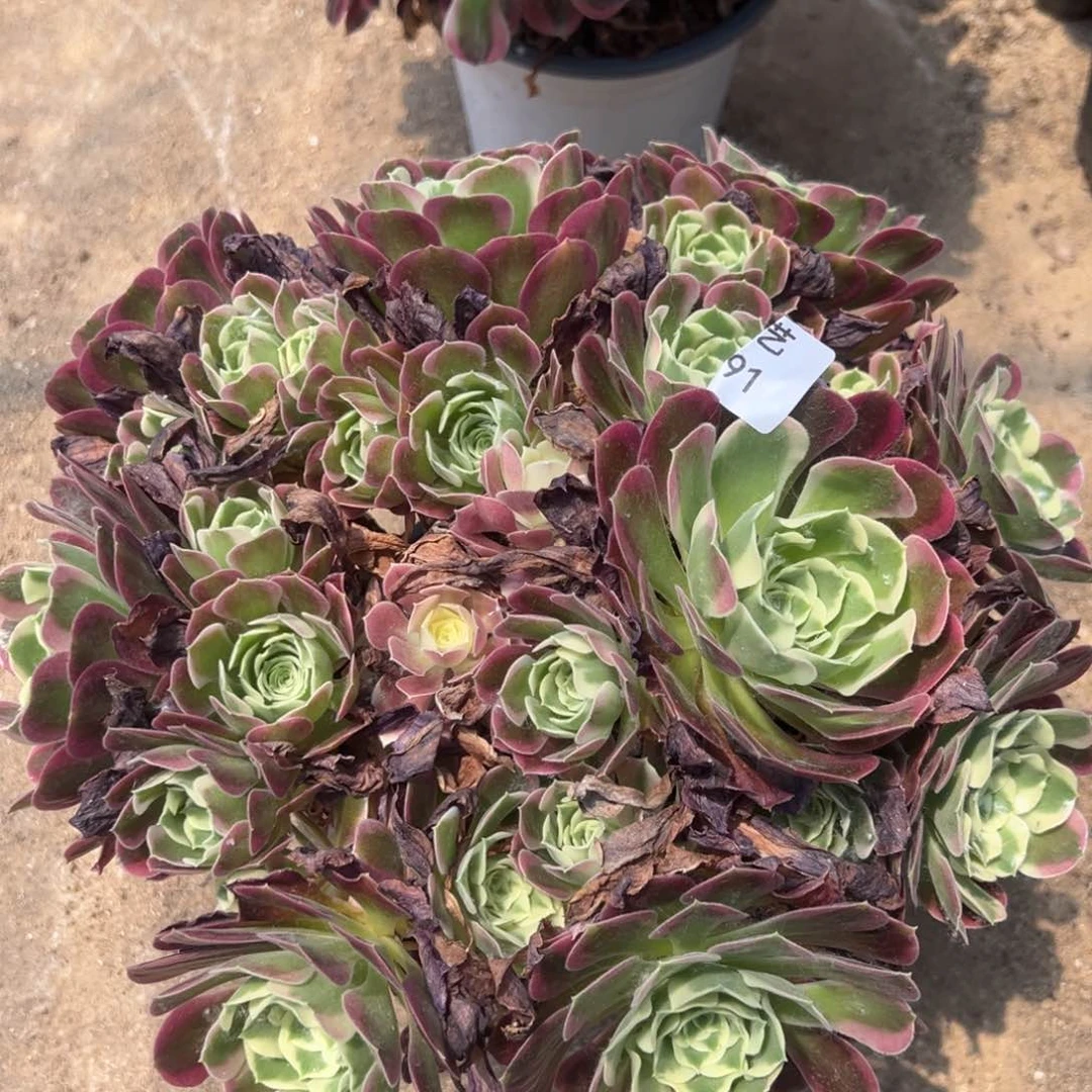 白凤老桩多肉植物091