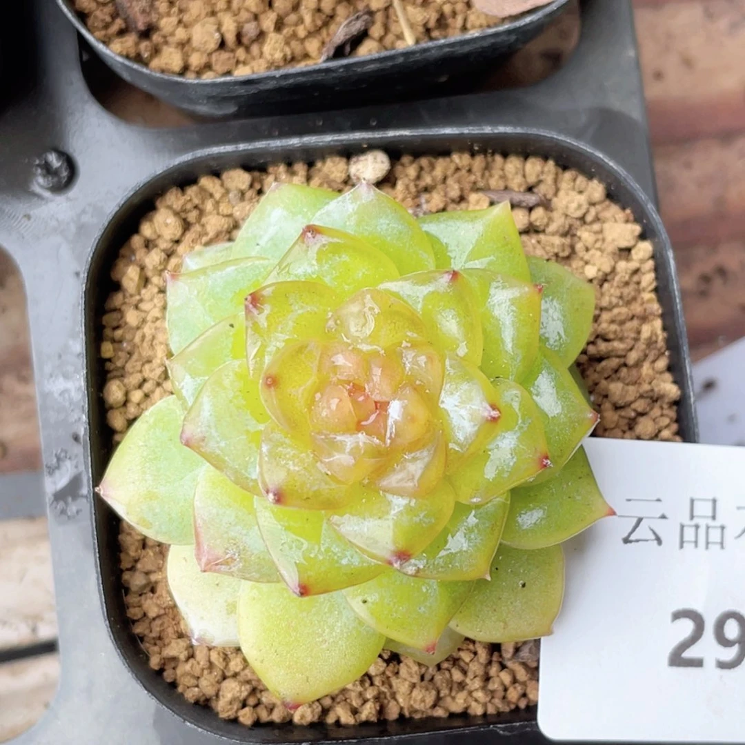 290号糖心冰心珍妮