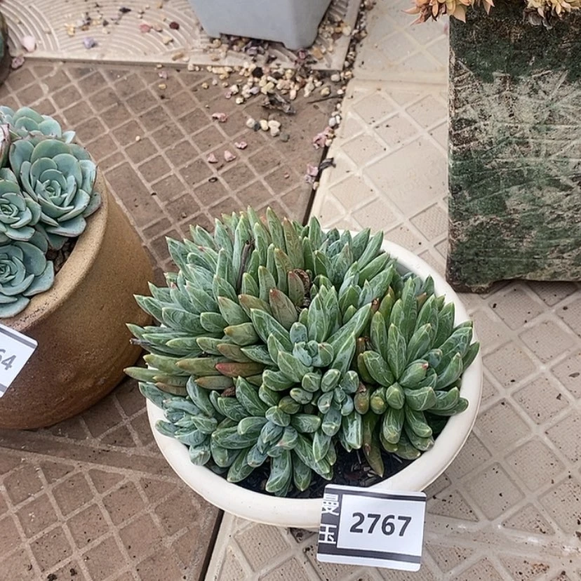 【闪购商品】炫彩星2767