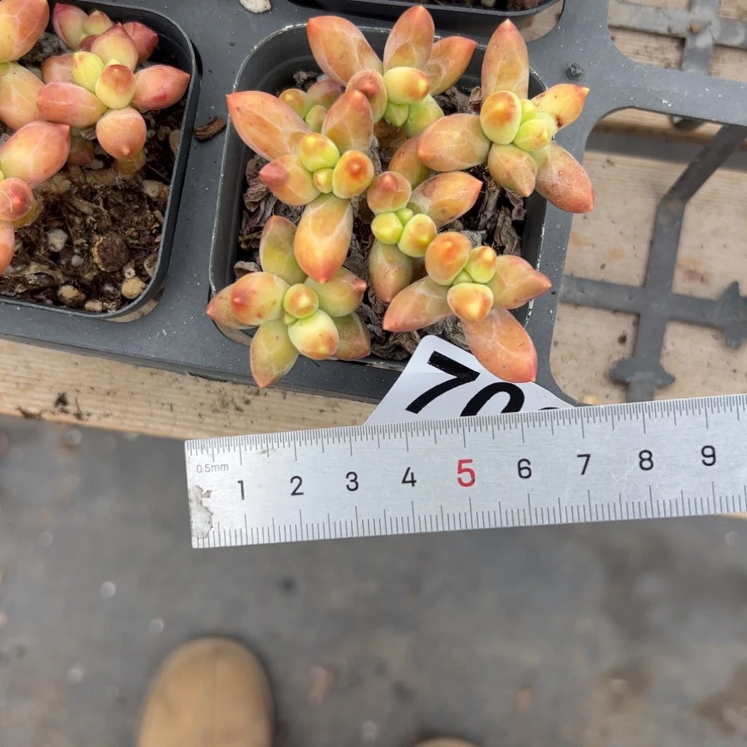 o****r700 多肉植物组合