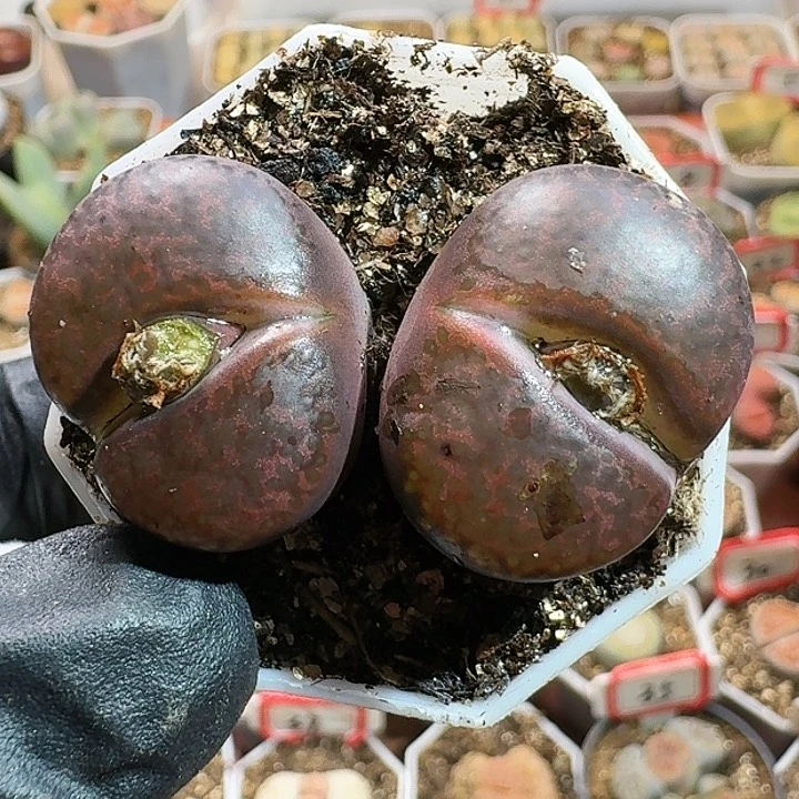 C****g生石花11111111。    160