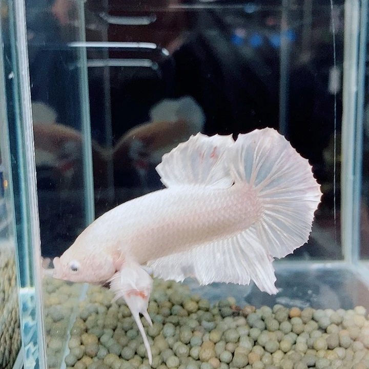 失***周斗鱼黑119号巨斗欧将军