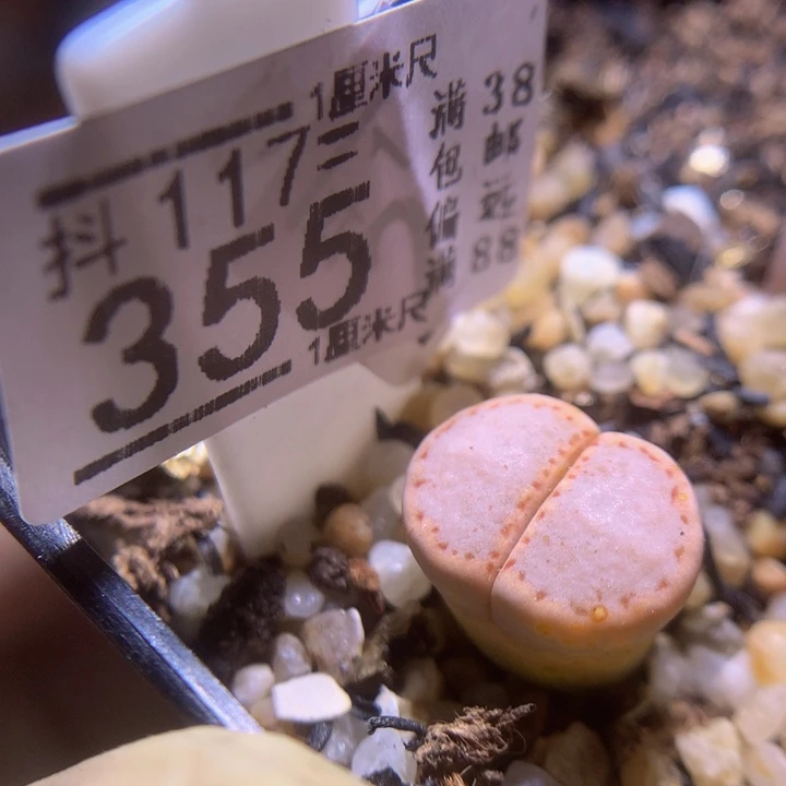 精品生石花117.355高特