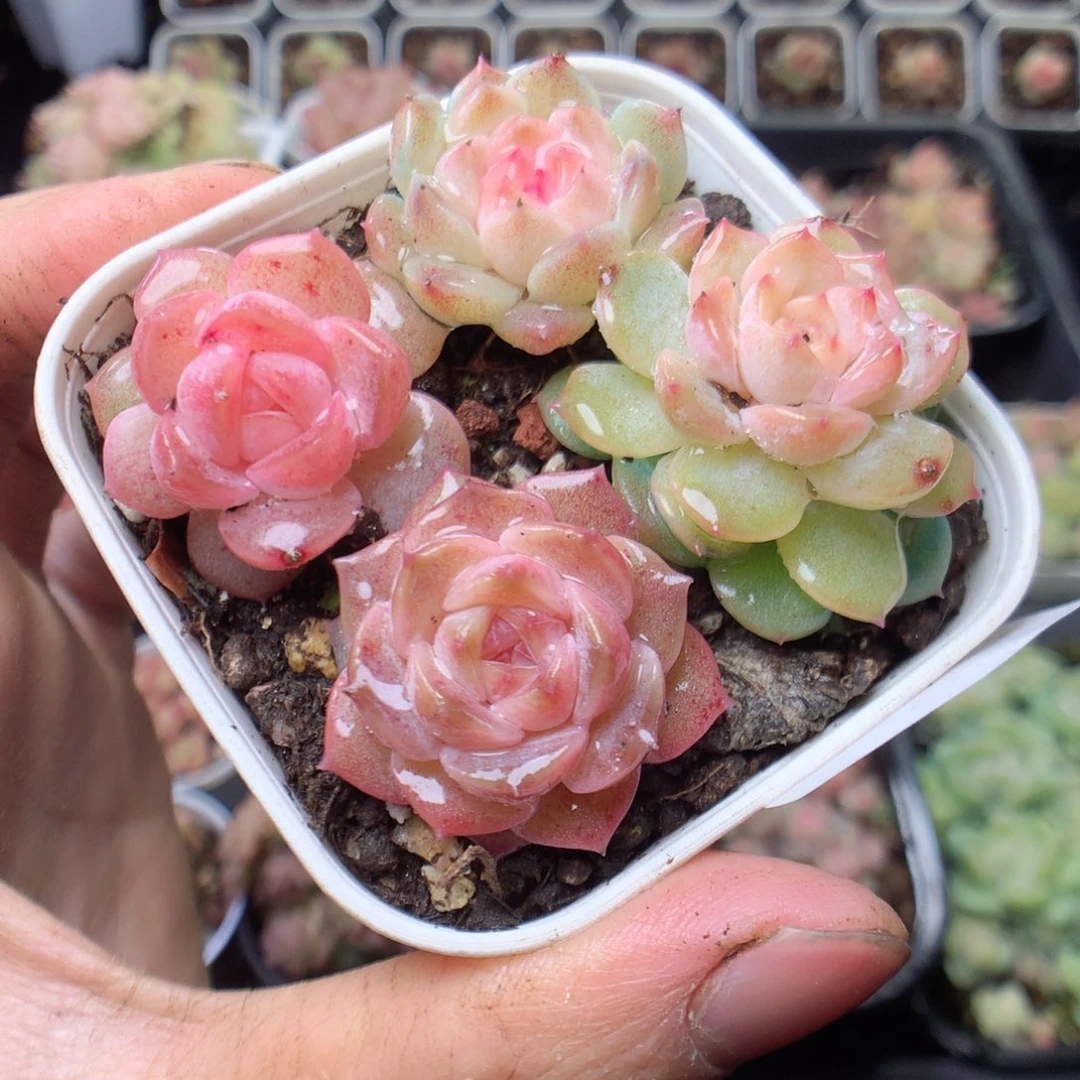 无花朵E43。yyyyyy