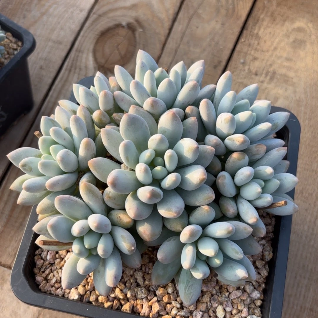 无花朵香所手捧111111