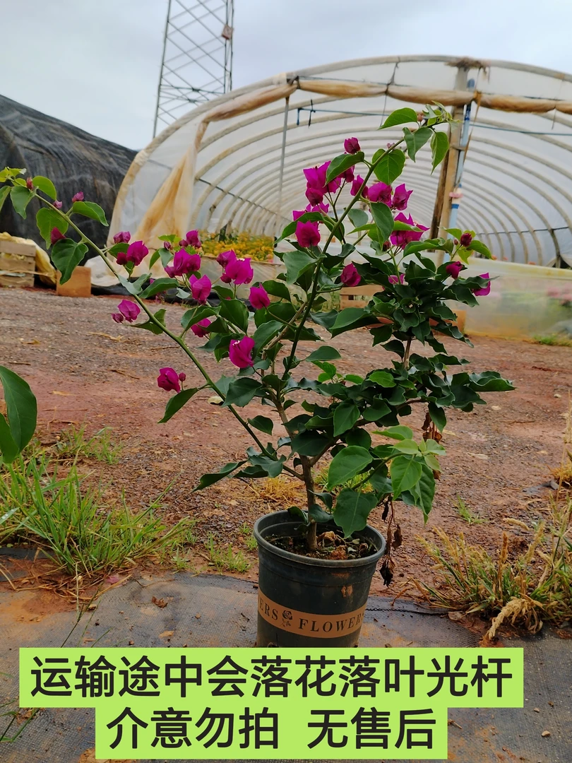 【黑暗行者—新】三角梅运输途中会落花落叶光杆轻微折枝介意的勿拍