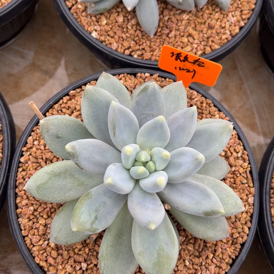 1121111111111111111111