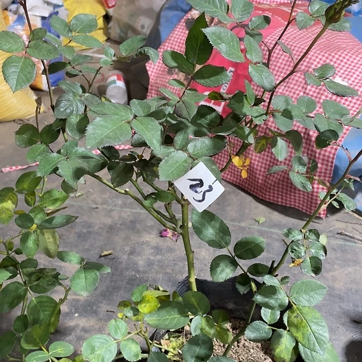 少量花朵（建议范围：2朵-5朵 或40%以下）23红色直觉