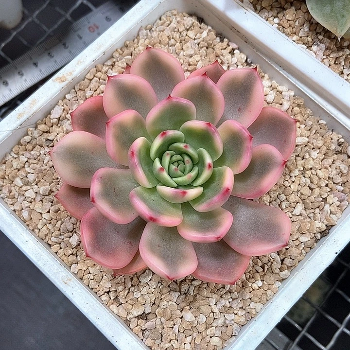 弗朗明戈覆轮锦的