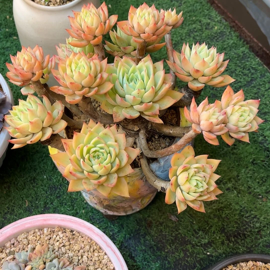 九官精品多肉三色堇