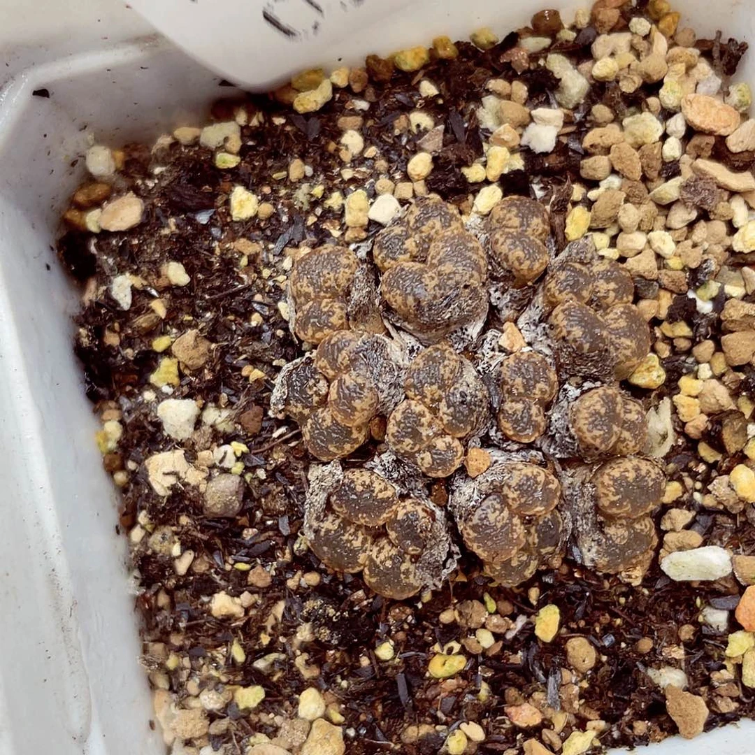 生石花满18包邮0926-300