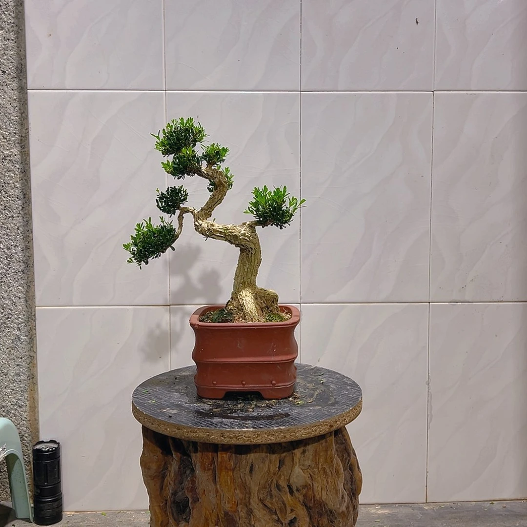 无花朵广东雀舌皱皮黄杨盆景