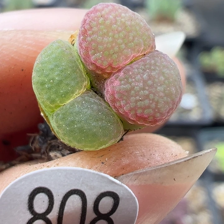 808号1111111111111111