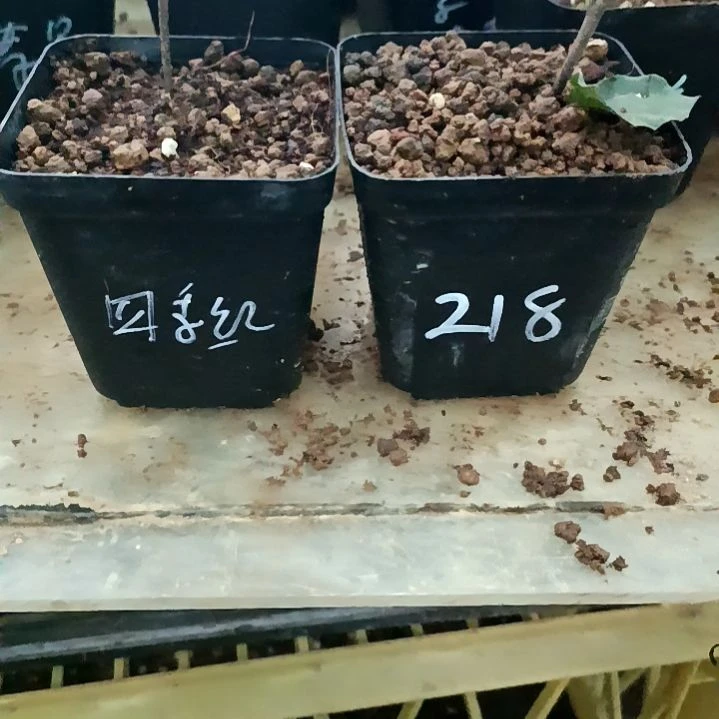 无花朵四季红加218扦插苗