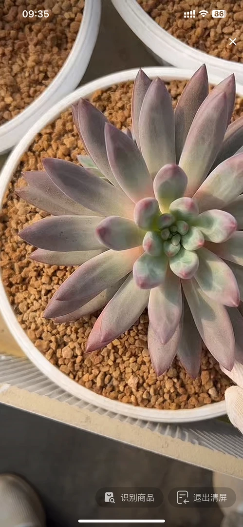 各络流沙虞一棵寄养