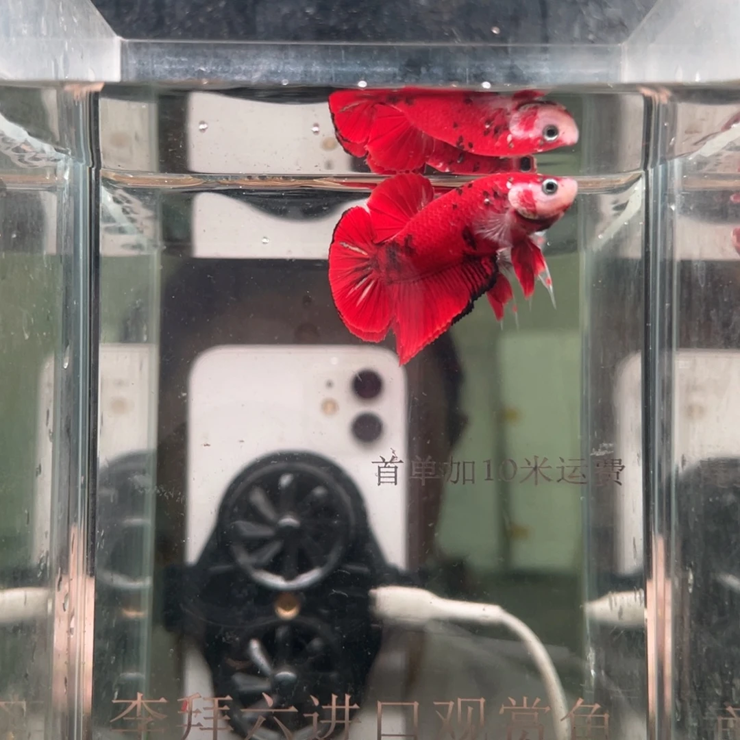 斗鱼精品印尼斗鱼216