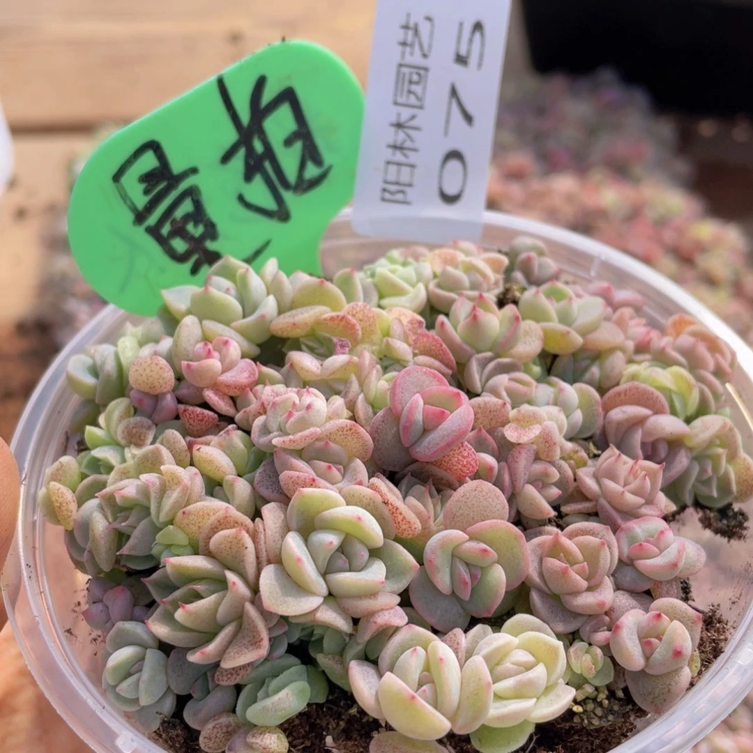 量拍多肉植物多肉植物75